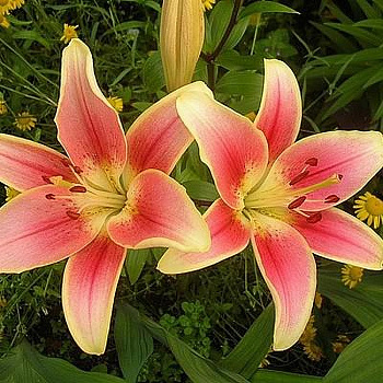 Лилия ОА-гибрид Элегант Краун