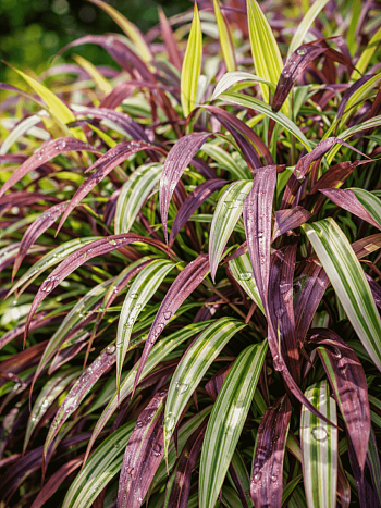 Хаконехлоа большая Naomi