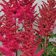 Астильба гибридная Mighty Red Queen