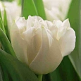 Тюльпан махровый North Cape
