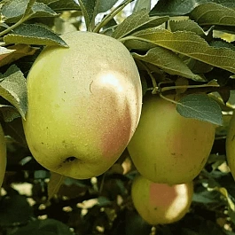 Яблоня Синап Кандиль