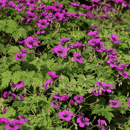 Герань гибридная Dragon Heart