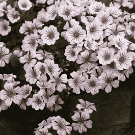 Гипсофила ясколковидная Pixie Splash