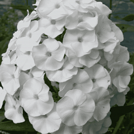 Флокс Белый Карлик