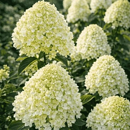 Гортензия метельчатая Gardenlight Pinklight