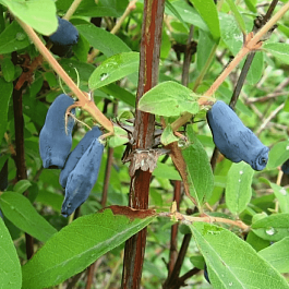 Жимолость плодовая Соловей