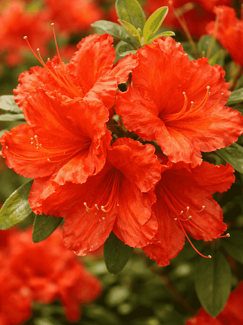 Азалия крупноцветковая Feuerwerk