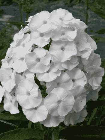 Флокс Белый Карлик