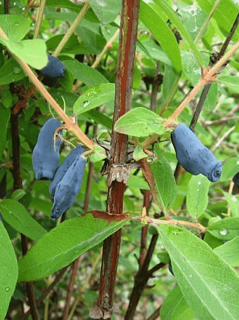 Жимолость плодовая Соловей