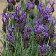 Лаванда широколистная Винтер Лэйс