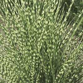 Мискантус китайский 'Gold Bar'