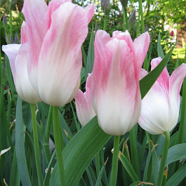 Тюльпан Лилиецветный Холланд Шик