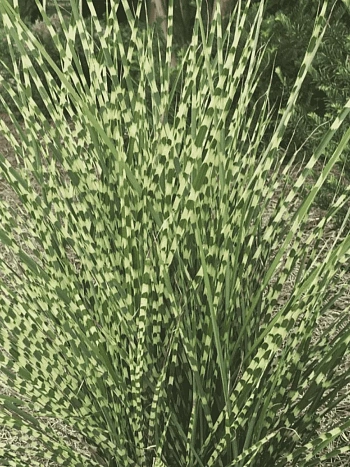 Мискантус китайский 'Gold Bar'