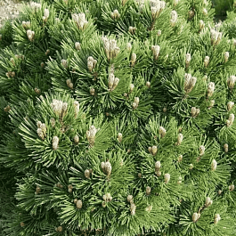 Сосна Гельдрейха Smidtii