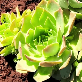 Молодило гибридное Mahogany