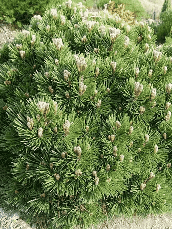 Сосна Гельдрейха Smidtii