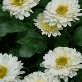 Хризантема индийская Poesie