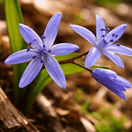 Сцилла двулистная