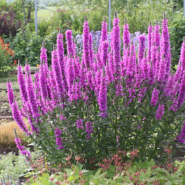 Дербенник иволистный Свирл