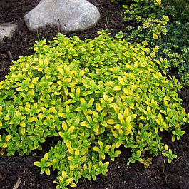 Тимьян лимоннопахнущий Ауреус