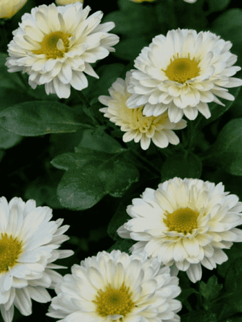 Хризантема индийская Poesie