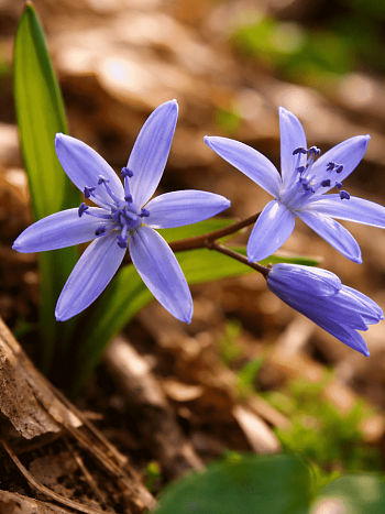 Сцилла двулистная