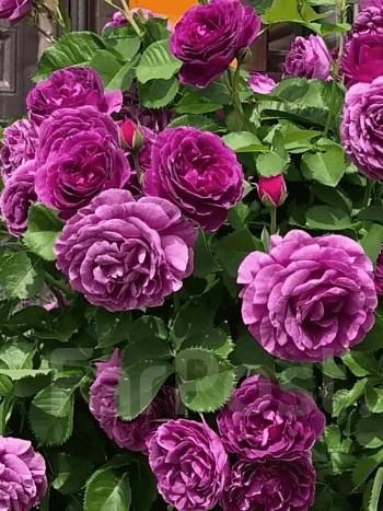 Роза чайно-гибридная Minerva