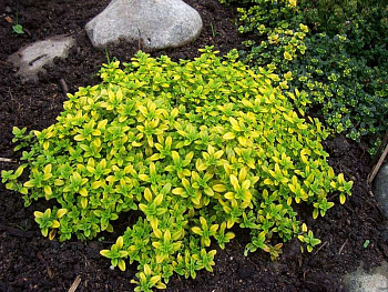 Тимьян лимоннопахнущий Ауреус