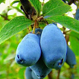 Жимолость съедобная Синеглазка