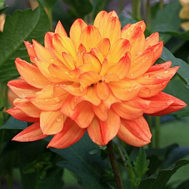 Георгина Декоративная Карма Фиеста