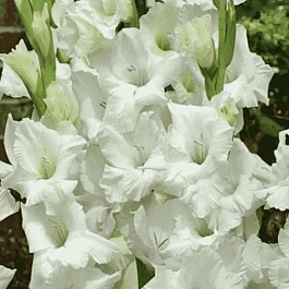 Гладиолус Sancerre