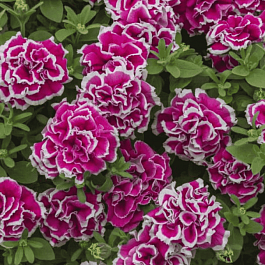 Петуния (сурфиния) Tambelina Anna кашпо