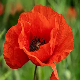 Мак восточный Nana Allegro