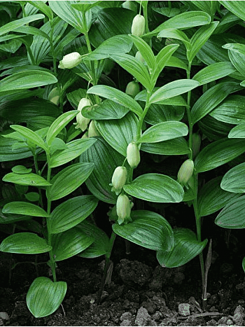 Купена приземистая