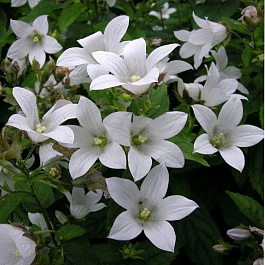 Колокольчик молочноцветковый Вайт Пуфф