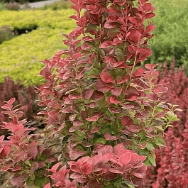 Барбарис Тунберга Florence