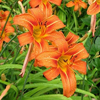 Лилейник гибридный Orange Лилейник гибридный Orange