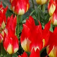 Тюльпан Royal Gift