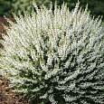 Вереск обыкновенный Long White