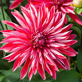 Георгина Декоративная Селина