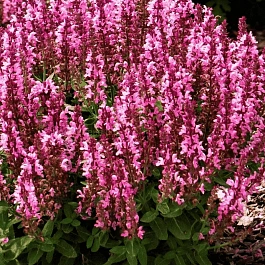 Шалфей дубравный Sensation Medium Deep Rose