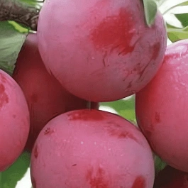 Алыча гибридная Несмеяна