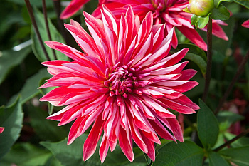 Георгина Декоративная Селина