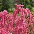 Астильба Тунберга Straussenfeder