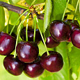 Черешня Синявская Черешня Синявская