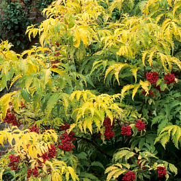 Бузина красная Сатерлэнд Голд