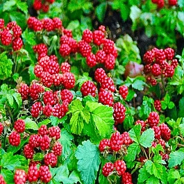 Княженика обыкновенная Mespi