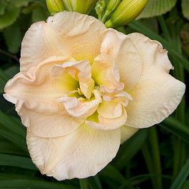 Лилейник гибридный Жан Свон НАБОР 2ШТ (1+1)