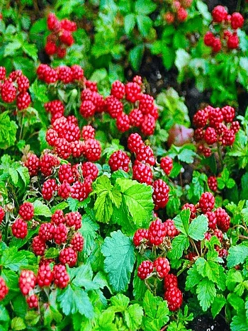 Княженика обыкновенная Mespi