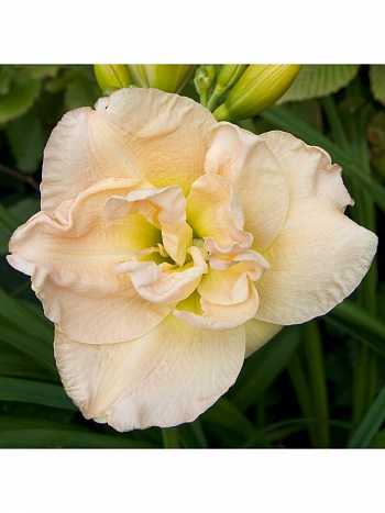 Лилейник гибридный Жан Свон НАБОР 2ШТ (1+1)